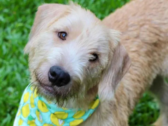 Cachorro ra a  idade 1 ano nome Pipo