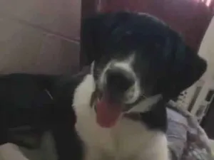 Cachorro raça SRD-ViraLata idade 7 a 11 meses nome Lennon 