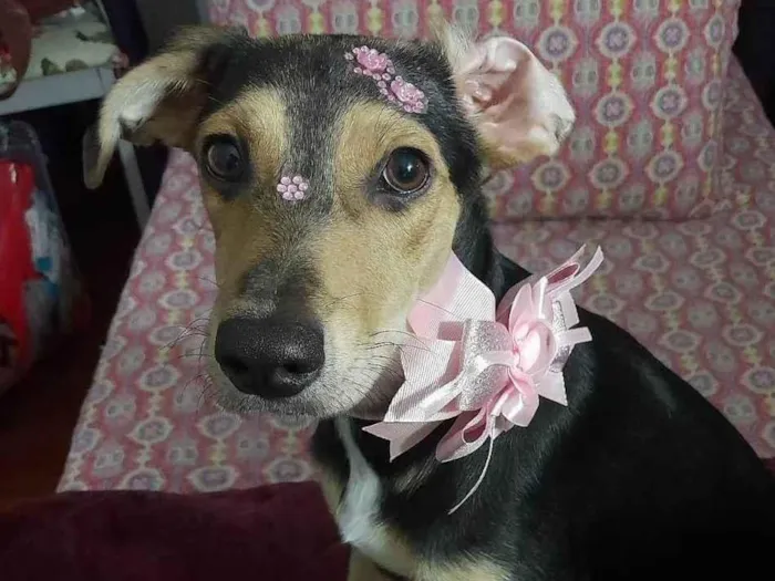 Cachorro ra a SRD-ViraLata idade 7 a 11 meses nome Agatha 