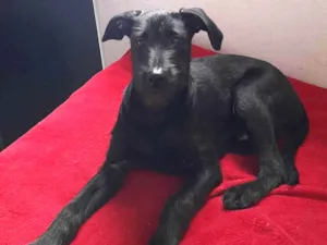 Cachorro raça Não definida  idade 7 a 11 meses nome Thor 