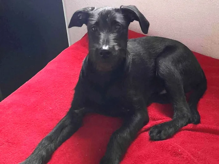 Cachorro ra a Não definida  idade 7 a 11 meses nome Thor 