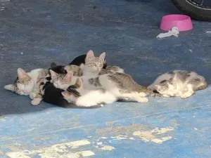 Gato raça SRD-ViraLata idade 2 a 6 meses nome Não possuem nome.