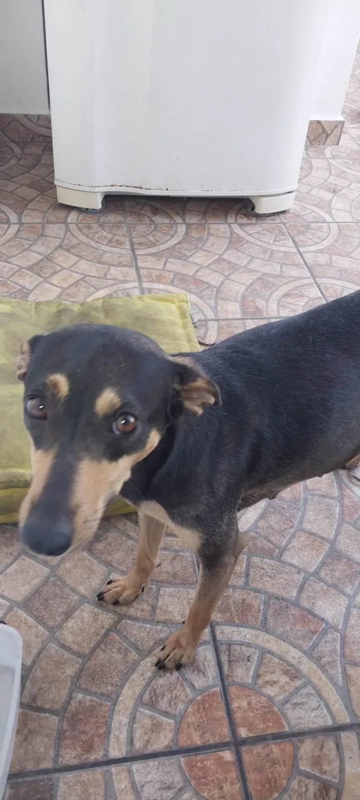 Cachorro ra a rnd idade 3 anos nome  não tem