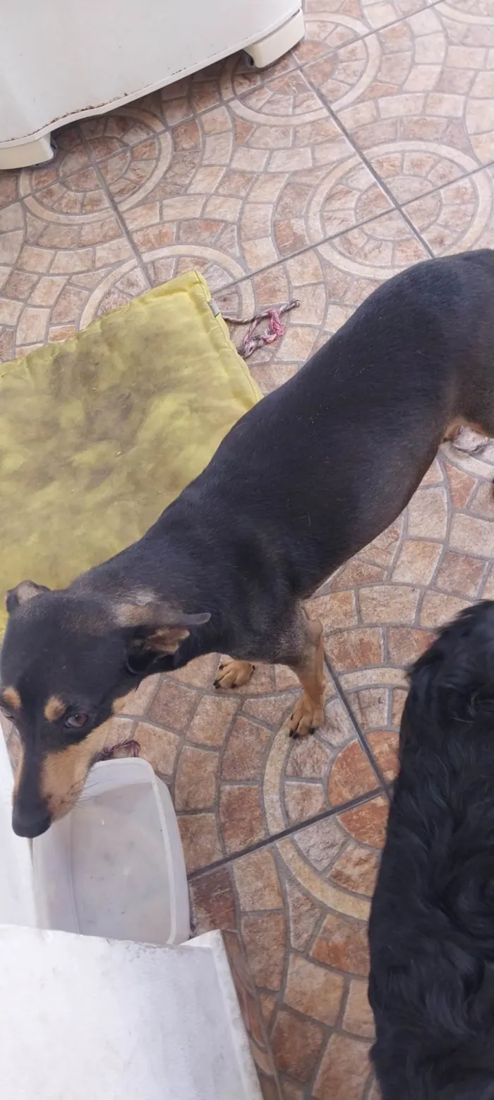 Cachorro ra a rnd idade 3 anos nome  não tem