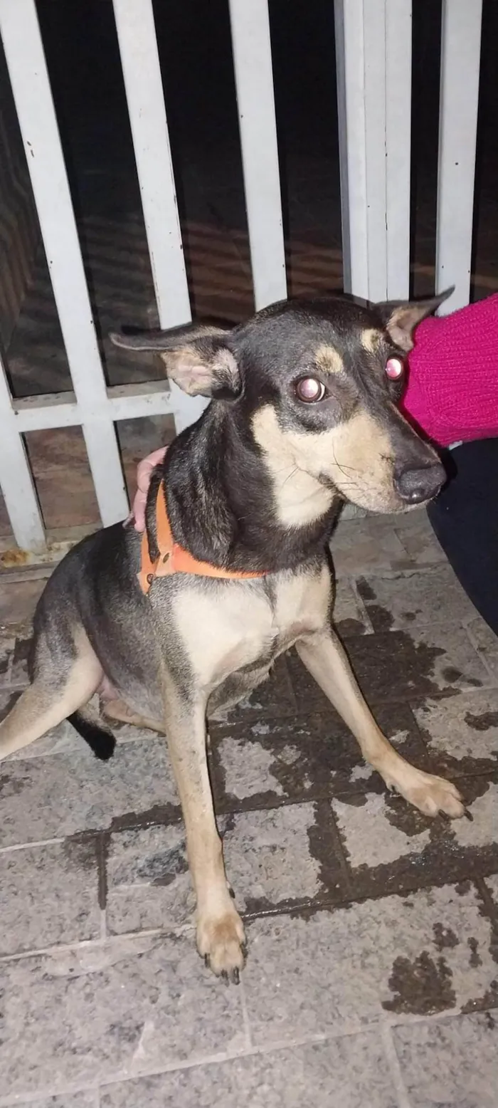 Cachorro ra a rnd idade 3 anos nome  não tem