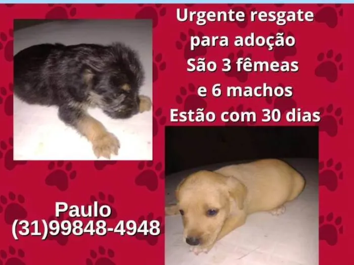 Cachorro ra a Não definida  idade Abaixo de 2 meses nome Filhos 