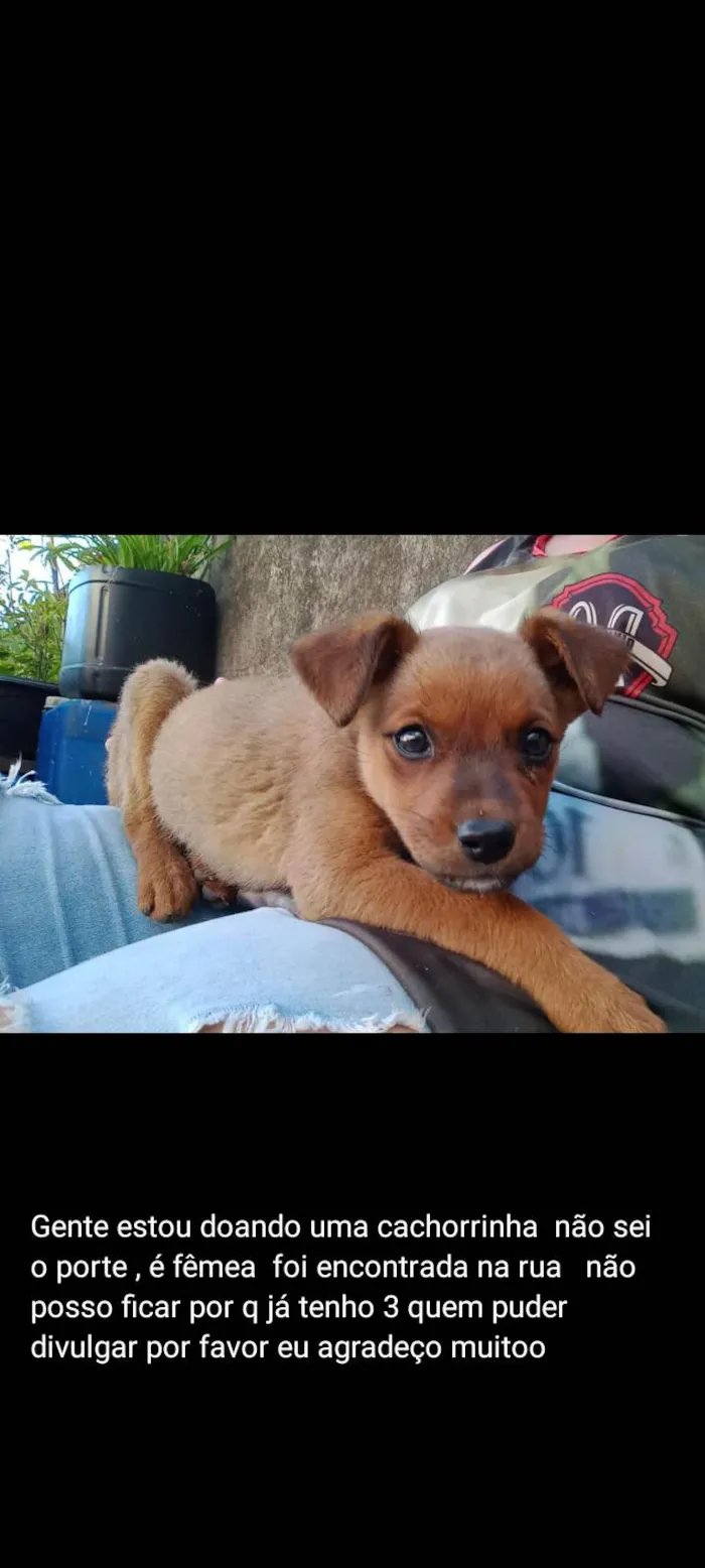 Cachorro ra a  Não definida  idade Abaixo de 2 meses nome Sem nome 
