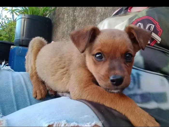 Cachorro ra a  Não definida  idade Abaixo de 2 meses nome Sem nome 