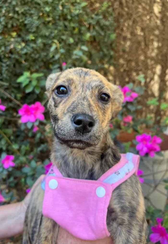 Cachorro ra a SRD-ViraLata idade 2 a 6 meses nome Amora 