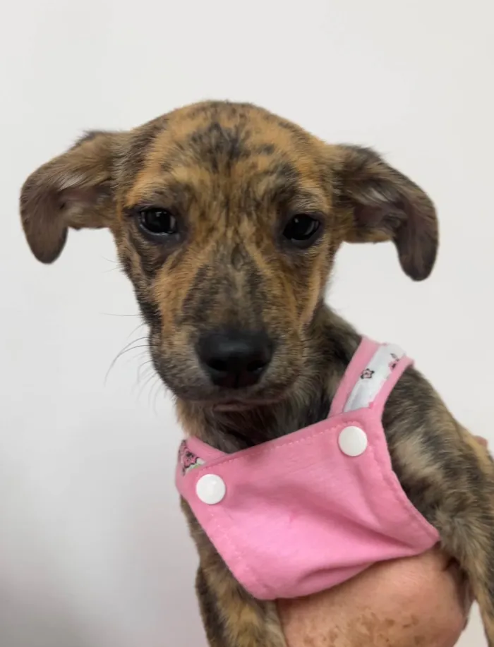 Cachorro ra a SRD-ViraLata idade 2 a 6 meses nome Amora 