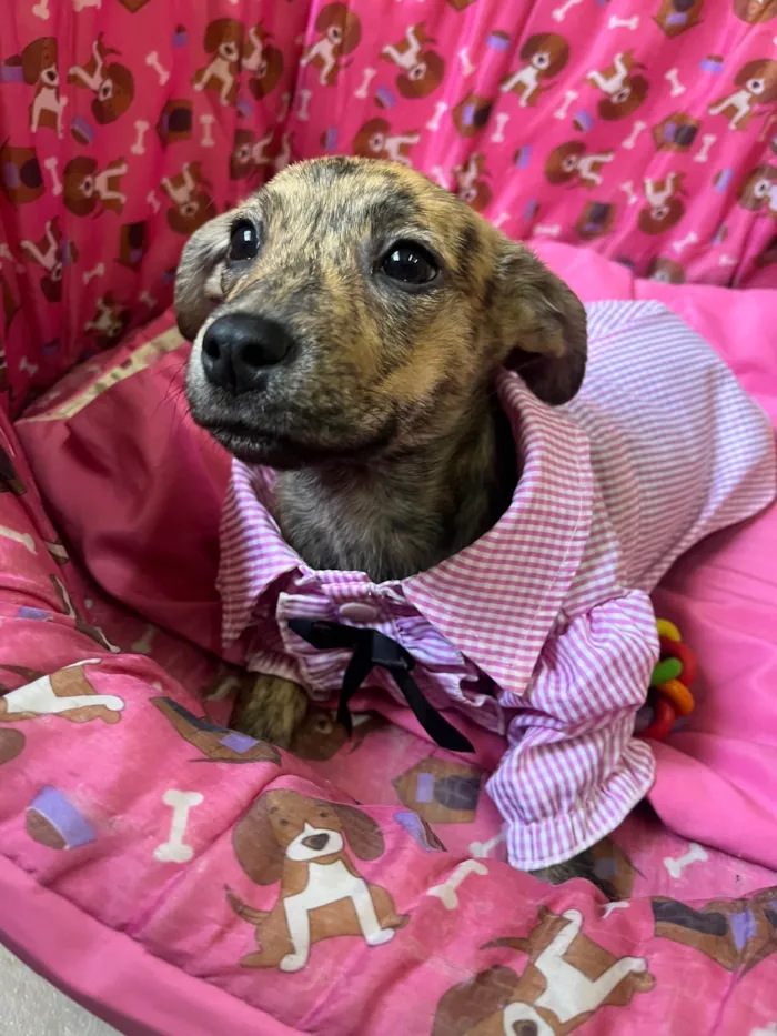 Cachorro ra a SRD-ViraLata idade 2 a 6 meses nome Amora 