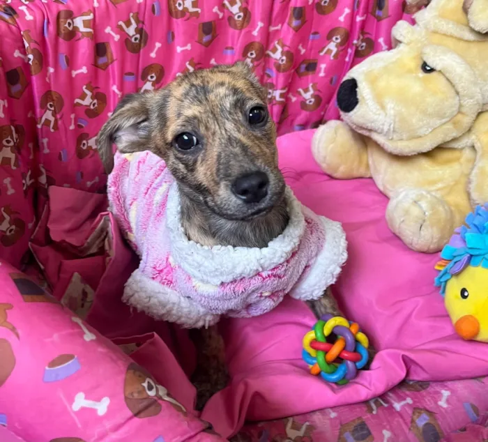 Cachorro ra a SRD-ViraLata idade 2 a 6 meses nome Amora 