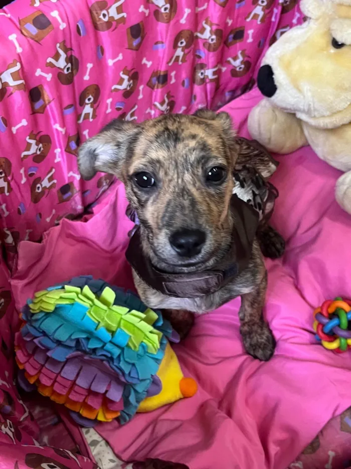 Cachorro ra a SRD-ViraLata idade 2 a 6 meses nome Amora 