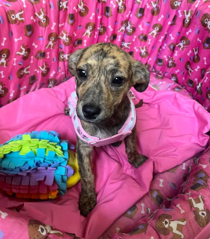Cachorro ra a SRD-ViraLata idade 2 a 6 meses nome Amora 