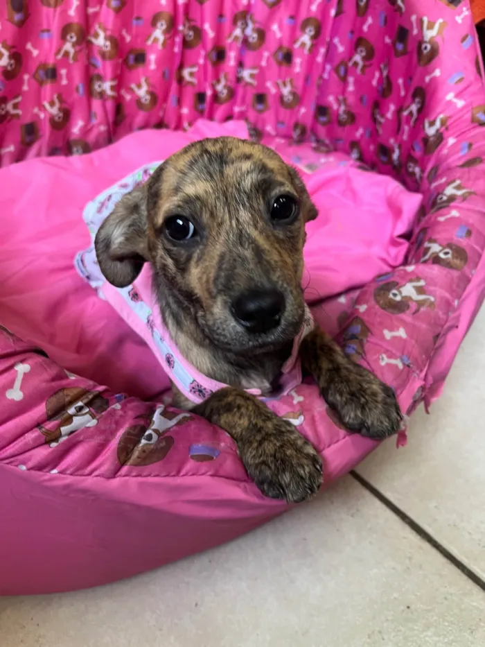 Cachorro ra a SRD-ViraLata idade 2 a 6 meses nome Amora 