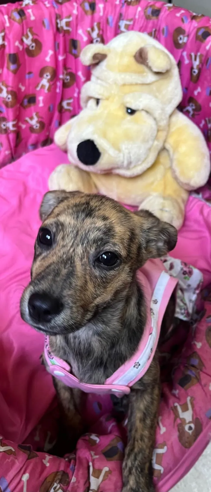 Cachorro ra a SRD-ViraLata idade 2 a 6 meses nome Amora 
