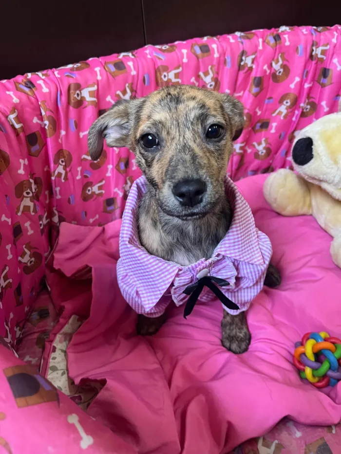 Cachorro ra a SRD-ViraLata idade 2 a 6 meses nome Amora 