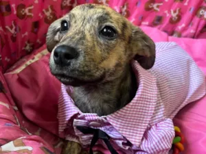 Cachorro raça SRD-ViraLata idade 2 a 6 meses nome Amora 