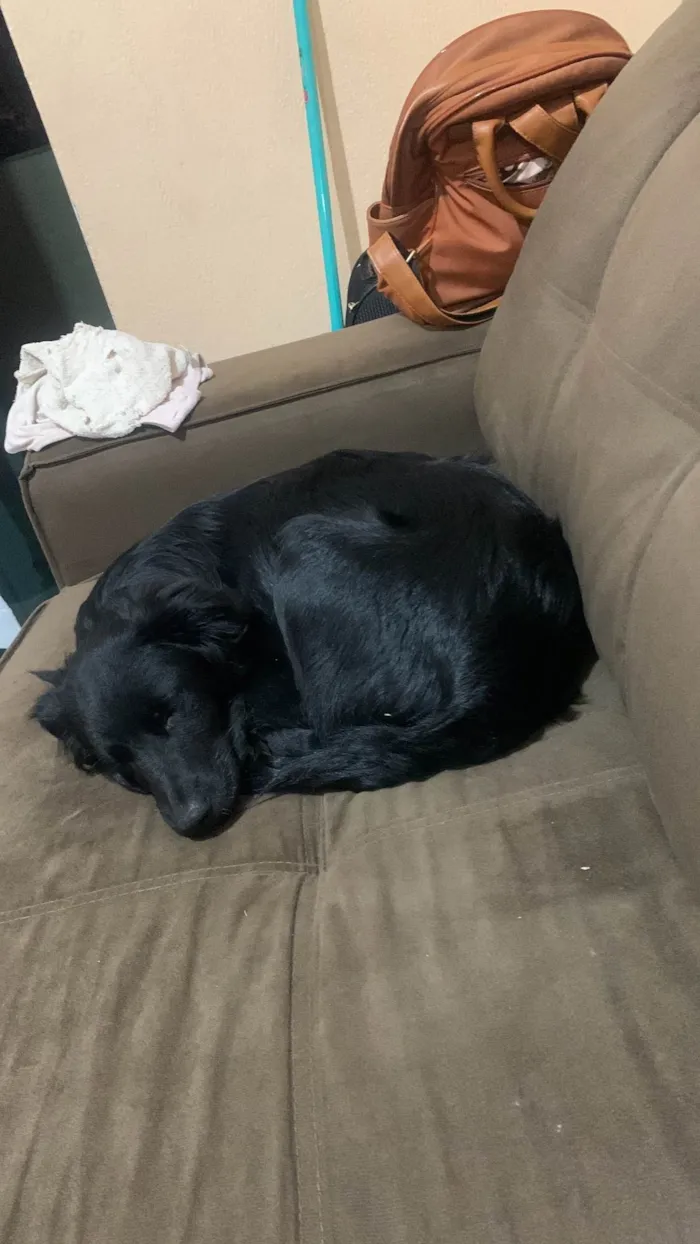 Cachorro ra a SRD-ViraLata idade 7 a 11 meses nome Maui