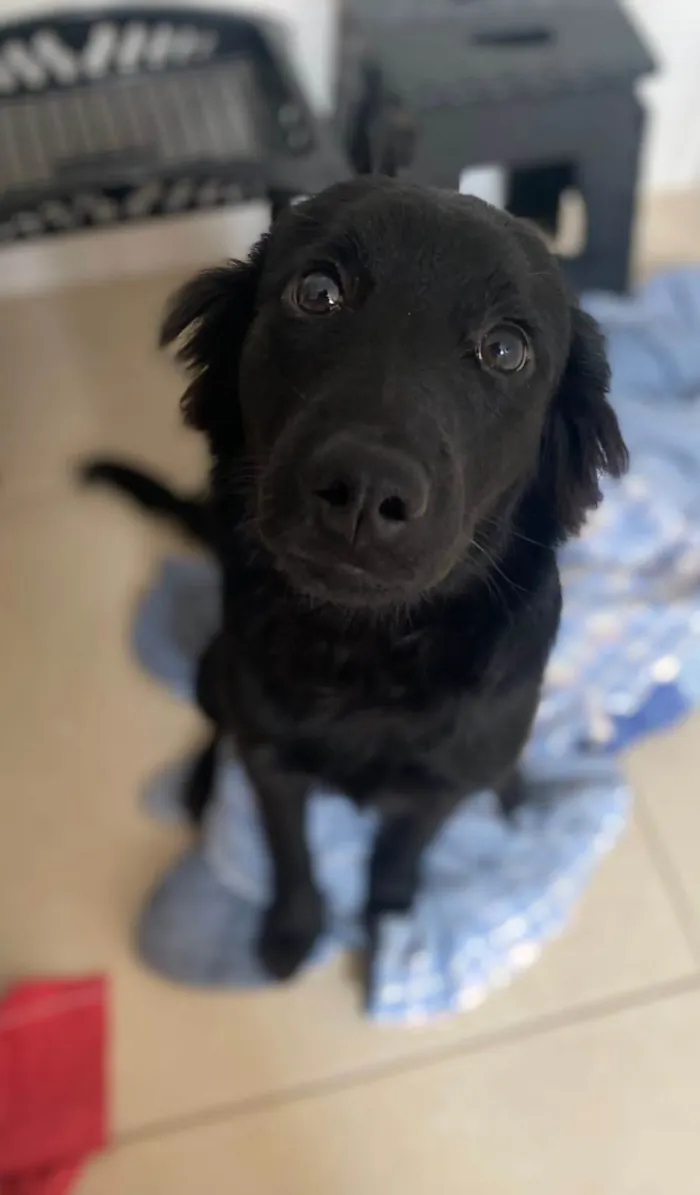 Cachorro ra a SRD-ViraLata idade 7 a 11 meses nome Maui