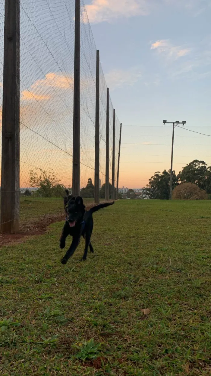 Cachorro ra a SRD-ViraLata idade 7 a 11 meses nome Maui