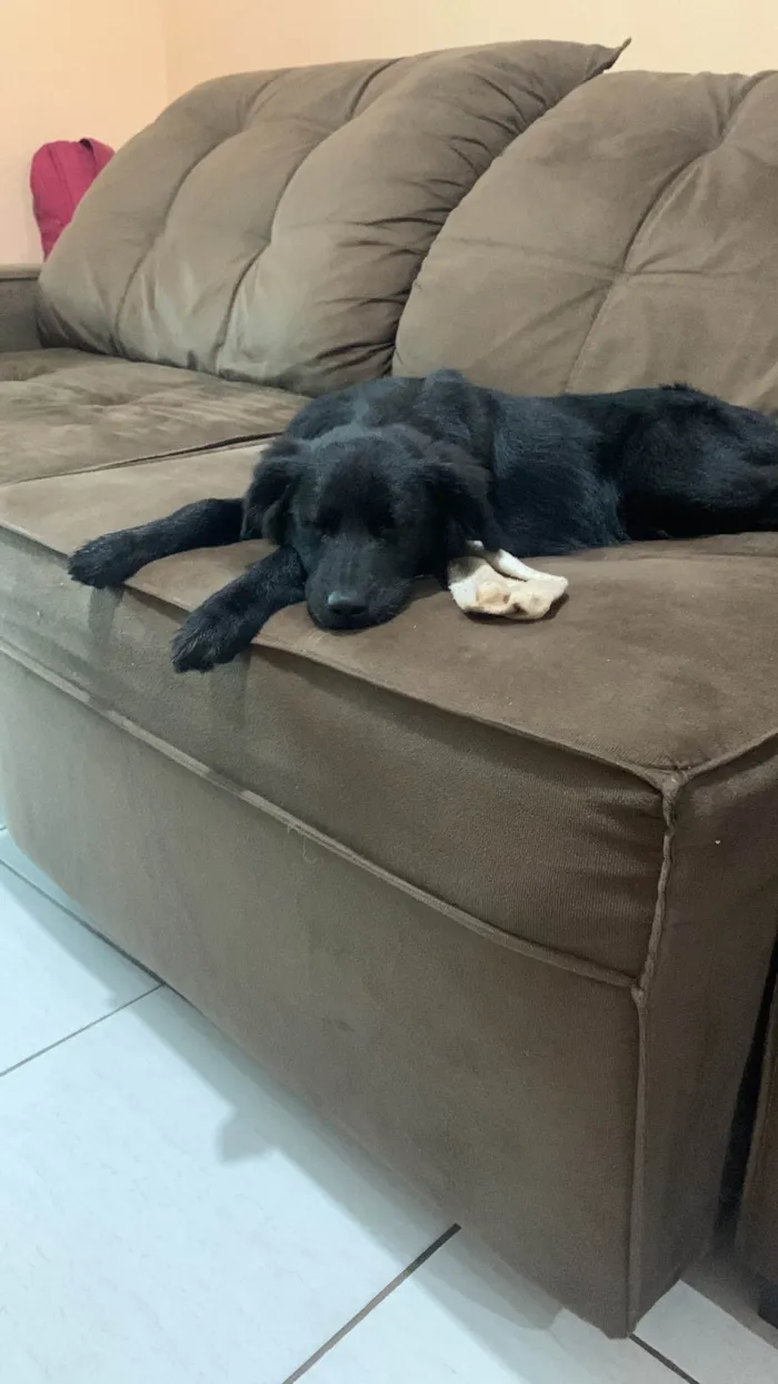 Cachorro ra a SRD-ViraLata idade 7 a 11 meses nome Maui