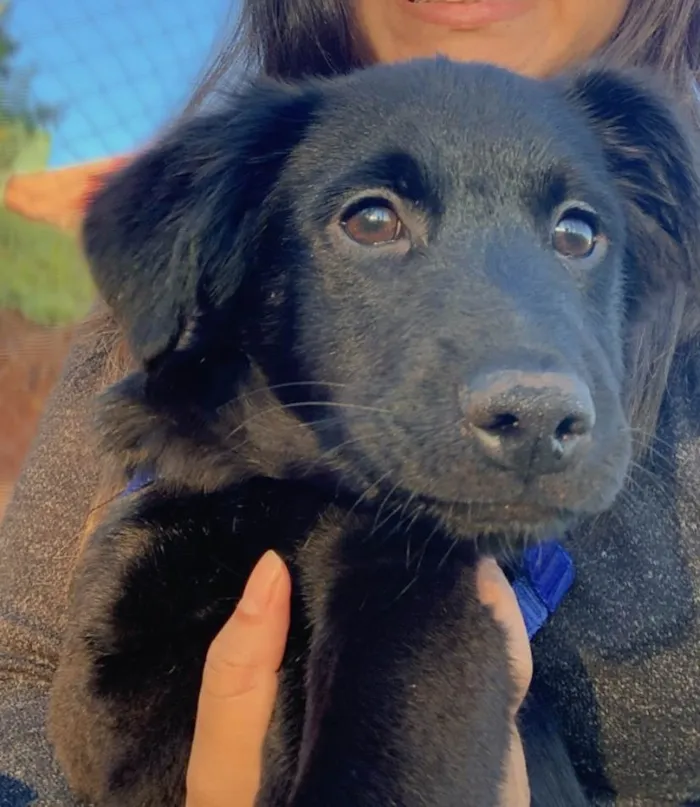 Cachorro ra a SRD-ViraLata idade 7 a 11 meses nome Maui
