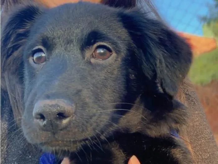 Cachorro ra a SRD-ViraLata idade 7 a 11 meses nome Maui