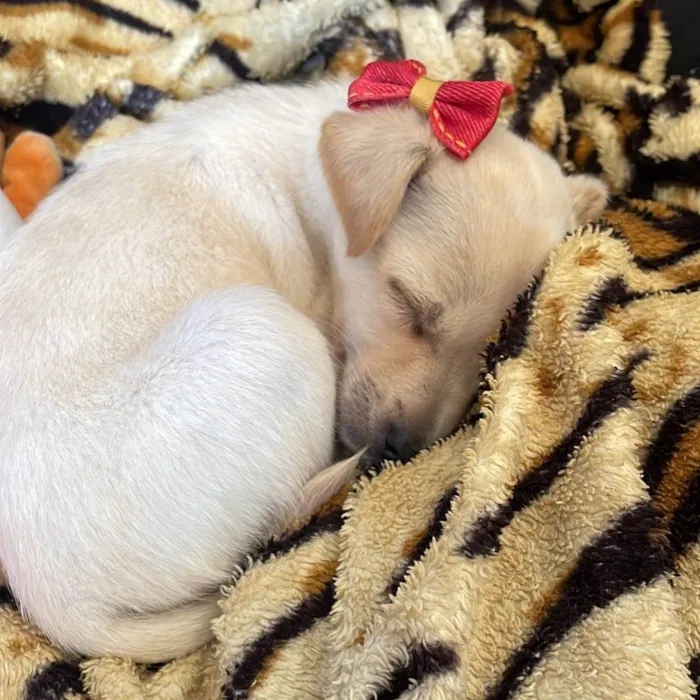 Cachorro ra a Sem raça definida idade 2 a 6 meses nome Zoe