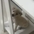 Zoe