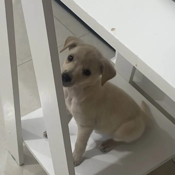 Cachorro ra a Sem raça definida idade 2 a 6 meses nome Zoe