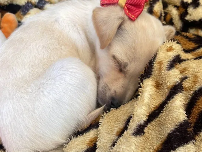 Cachorro ra a Sem raça definida idade 2 a 6 meses nome Zoe
