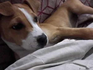 Cachorro raça Vira-lata idade 2 a 6 meses nome Sem nome