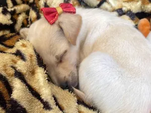 Cachorro raça Sem raça definida idade 2 a 6 meses nome Zoe