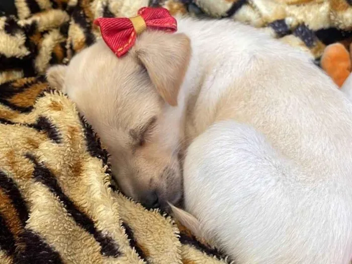 Cachorro ra a Sem raça definida idade 2 a 6 meses nome Zoe