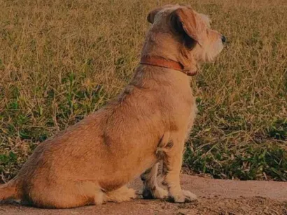 Cachorro raça SRD-ViraLata idade 6 ou mais anos nome Frank