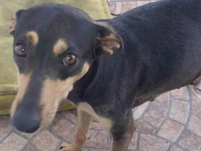 Cachorro ra a rnd idade 3 anos nome  não tem