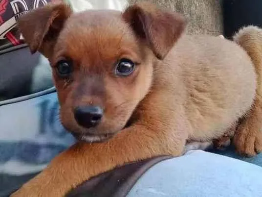 Cachorro ra a  Não definida  idade Abaixo de 2 meses nome Sem nome 