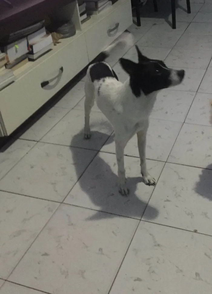 Cachorro ra a SRD-ViraLata idade 1 ano nome Pipoca