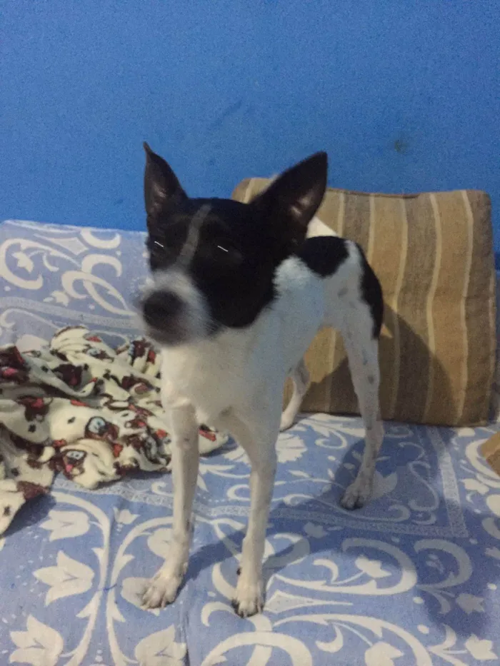 Cachorro ra a SRD-ViraLata idade 1 ano nome Pipoca