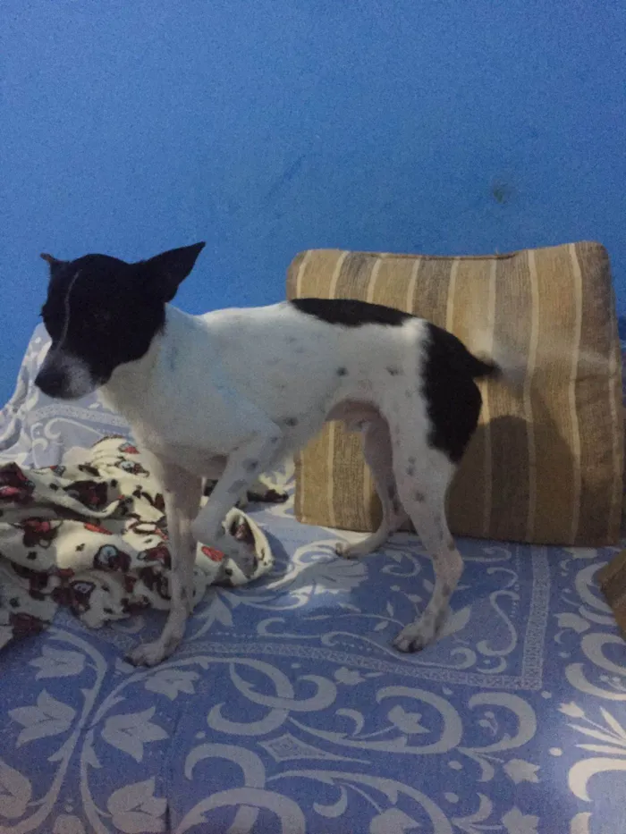 Cachorro ra a SRD-ViraLata idade 1 ano nome Pipoca