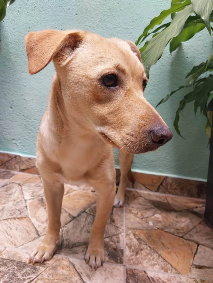 Cachorro ra a SRD-ViraLata idade 2 anos nome Carmela