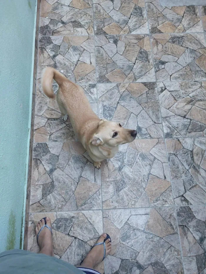 Cachorro ra a SRD-ViraLata idade 2 anos nome Carmela