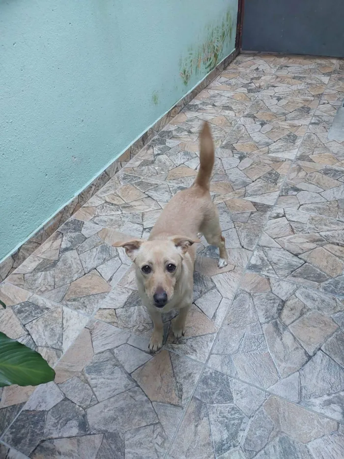 Cachorro ra a SRD-ViraLata idade 2 anos nome Carmela