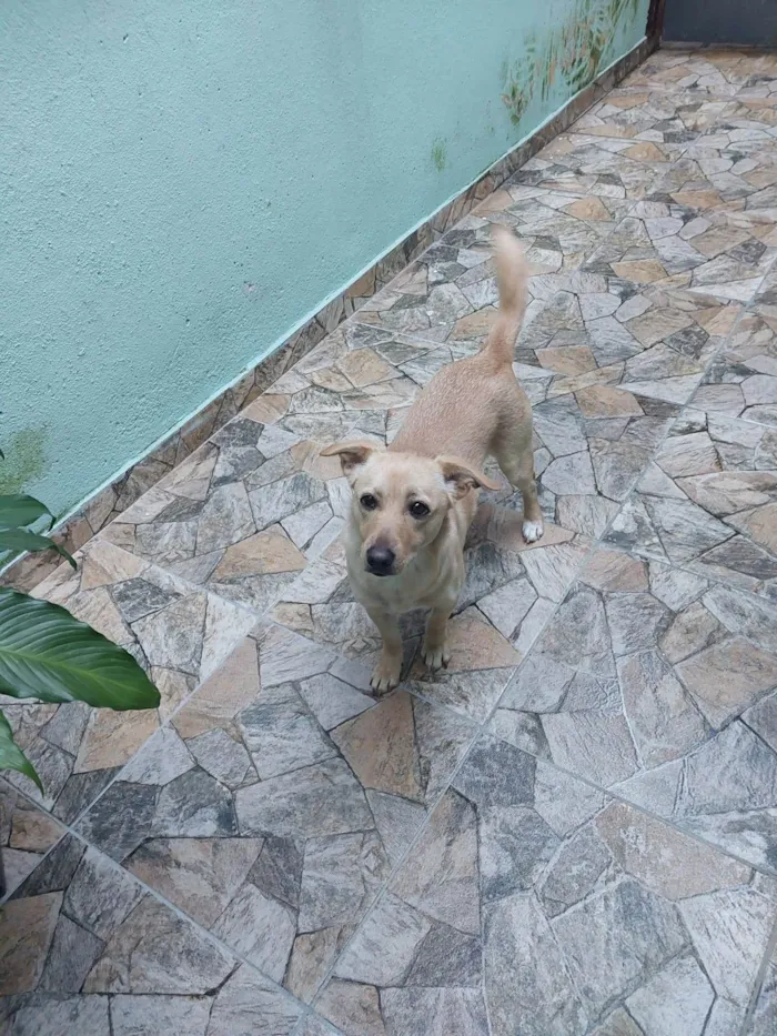 Cachorro ra a SRD-ViraLata idade 2 anos nome Carmela