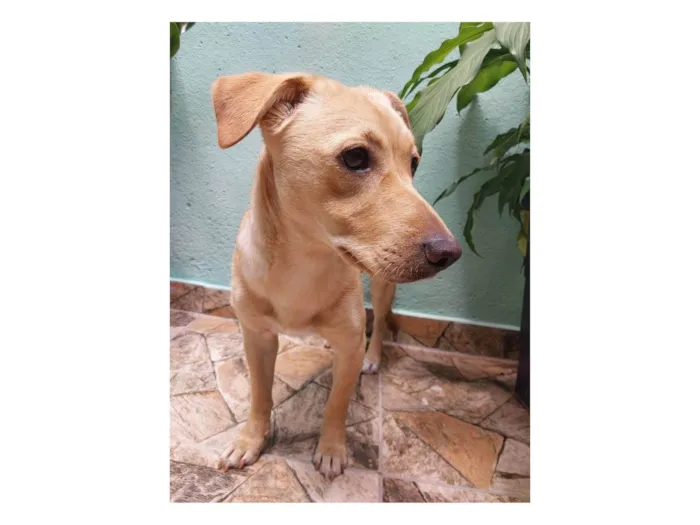 Cachorro ra a SRD-ViraLata idade 2 anos nome Carmela