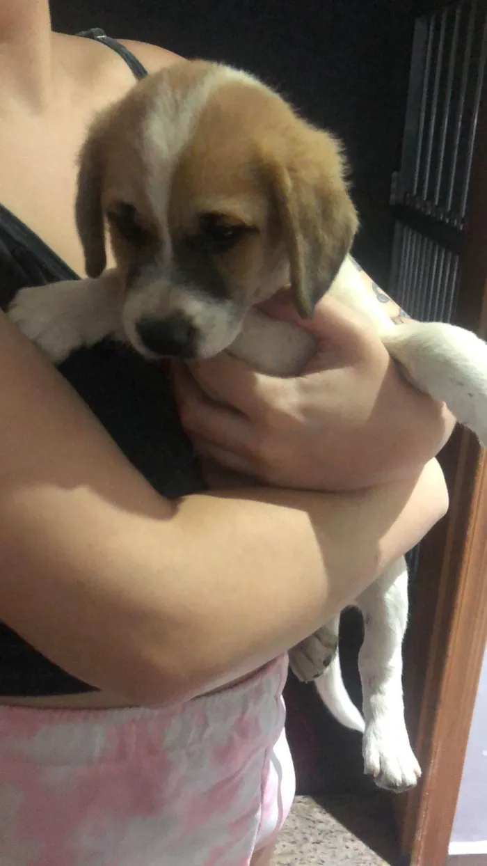 Cachorro ra a SRD-ViraLata idade Abaixo de 2 meses nome Robson