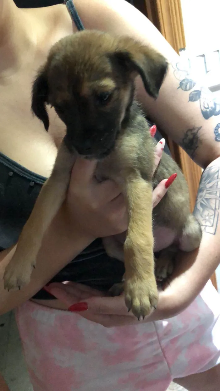 Cachorro ra a SRD-ViraLata idade Abaixo de 2 meses nome Judith