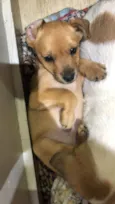 Canela