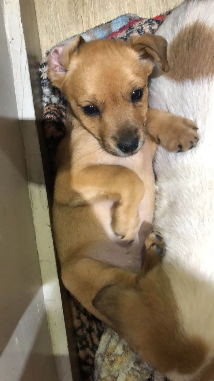 Cachorro ra a SRD-ViraLata idade Abaixo de 2 meses nome Canela